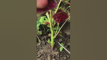 Smart Trick: Super Sharp Tool to Cut Spinach Leaves Easily and Quickly #shorts