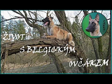 Video: Rozdíl Mezi Belgickým Malinoisem A Belgickým Ovčákem