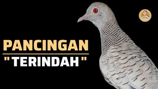 MANTAP Perkutut Silver Gacor Suara Tebal Irama Merdu Sekali ‼️ #perkutut