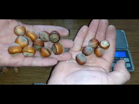 Фундук. Українська селекція