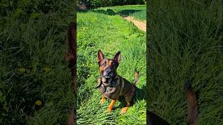 belgian Malinois parfait jusqu’à l’imprévu. #belgianmalinois #malinois