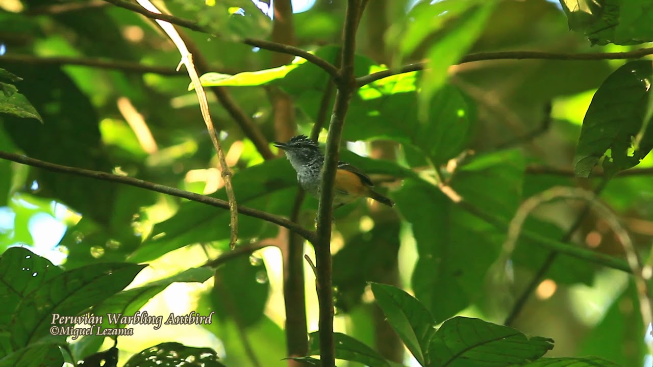 Peruvian Warbling-antbird - San Lorenzo, Loreto. 