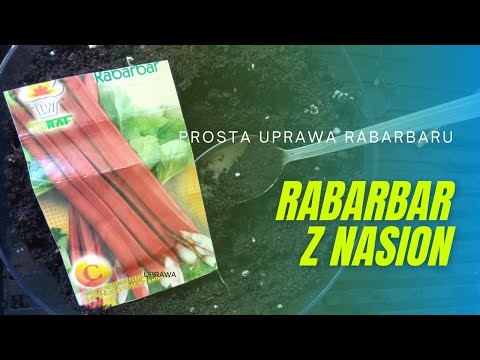 Wideo: Sadzenie nasion rabarbaru – jak wyhodować rośliny rabarbaru z nasion
