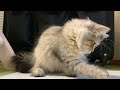 間違って落とした冷凍ブルーベリー初体験の子猫がこちらです-CatVlog 17