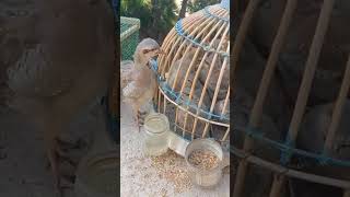 видео: Чучахои Шахритус фуруши 001770438 картинка: Чучахои Шахритус фуруши 001770438