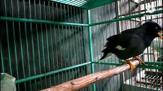 suara burung jalak kebo gacor full isian ini masteran TERHEBAT bikin bunyi