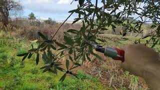 Πώς καθαρίζουμε τις ποδιές των ελαιόδεντρων;