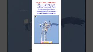 12 రోజుల ఎదురుచూపులకు… ఓ ఫైర్‌ఫైటర్ ఇచ్చిన ప్రాణదానం. #humanity #kindness #birdrescue #firefighter