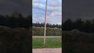 Астана.Ботанический сад.Берёзки.#астана #ботаническийсад #береза #прогулка