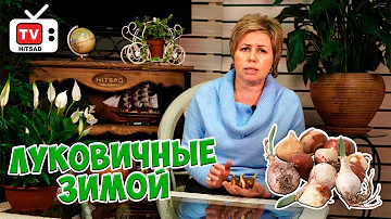 Луковичные зимой 🌟 Что делать если луковицы начали прорастать? 🌱 Прямой эфир