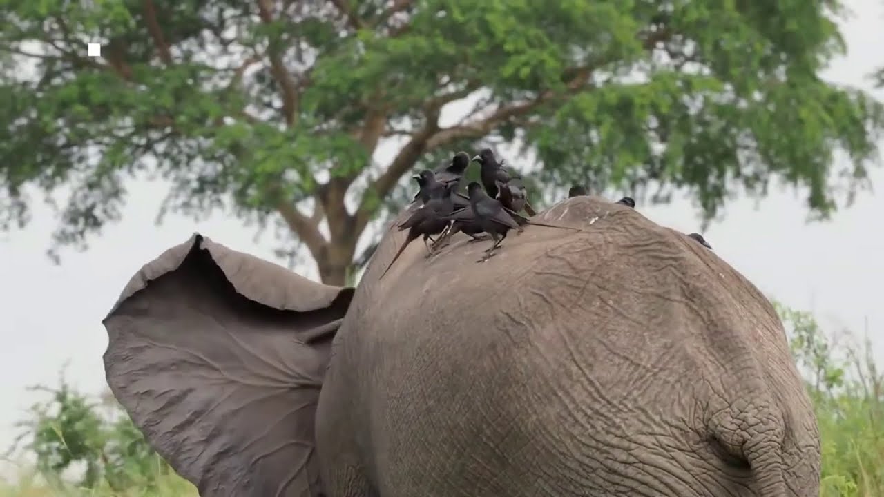 Ugandan Emmerging Wildlife Veterinarians - Dr. Watuwa James