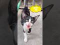 🐾 Adopt Me – Ready to be your loving companion! 🐾 #cat #animals #adoptme