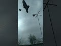 Высоколетные николаевские голуби
