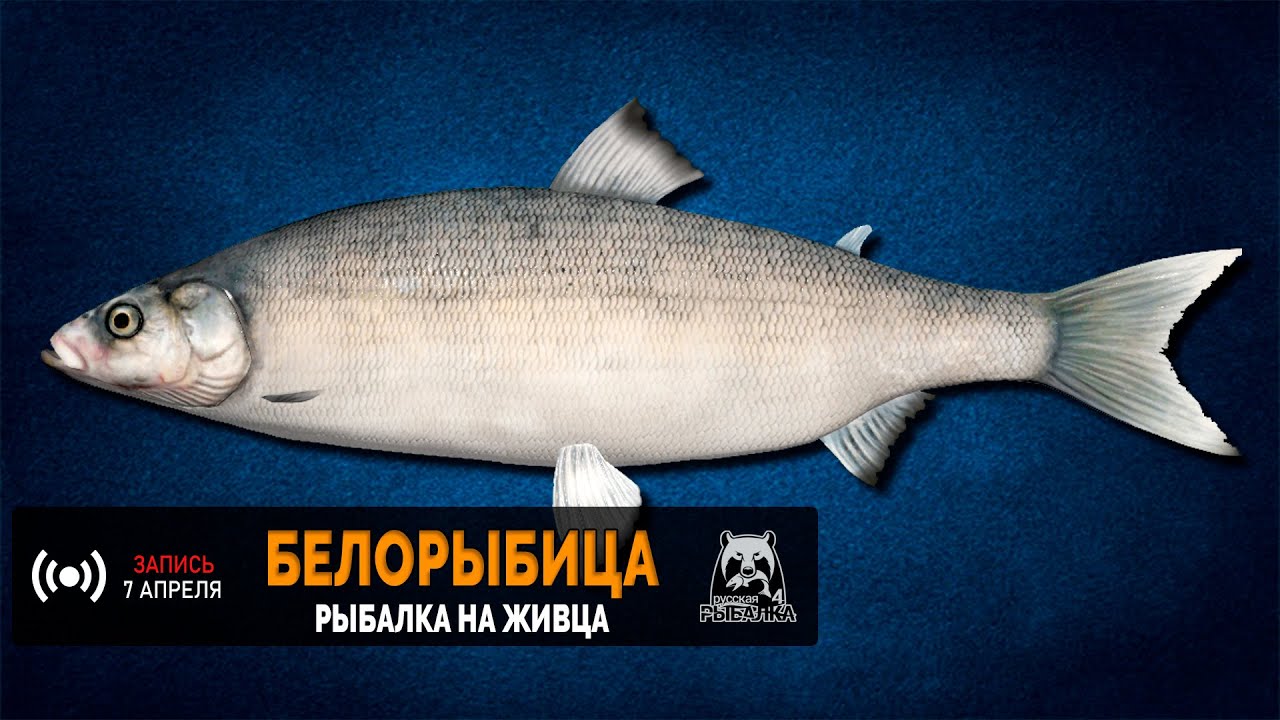 Белорыбица на волге