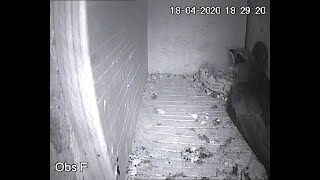 Eerste Gierzwaluw 2020 Kühnen-Kolonie