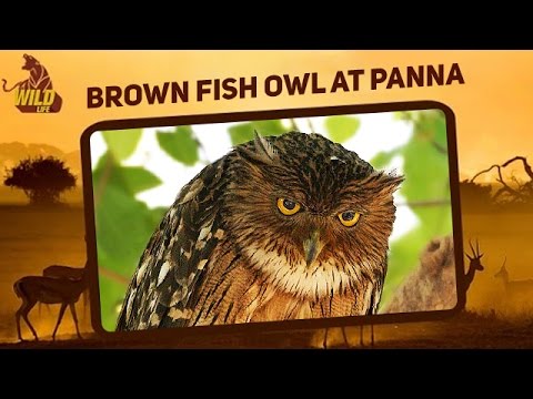 videos deer hunter Brown Fish Owl | Panna District Madhya Pradesh | Wildlife