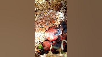 Tailorbird Nestlings: Weaving Life One Thread at a Time #shortvideo #viralshorts