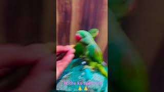 #mithu #lovebirds #parrottalking #tallkingparrot #parrotlover #petparrot #shortsvideo