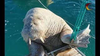 Wally the walrus climbs on our boat in the isles of scilly