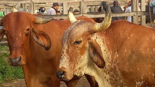 Feira de gado em Dois Riachos AL 29/05/2024#nordeste