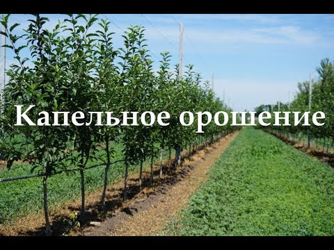 Капельное орошение в интенсивном садоводстве