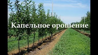 Капельное орошение в интенсивном садоводстве