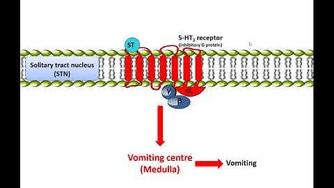 Metoclopramide: Mechanism of action