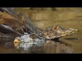 Freshwater alligator vs Saltwater crocodile : who wins?