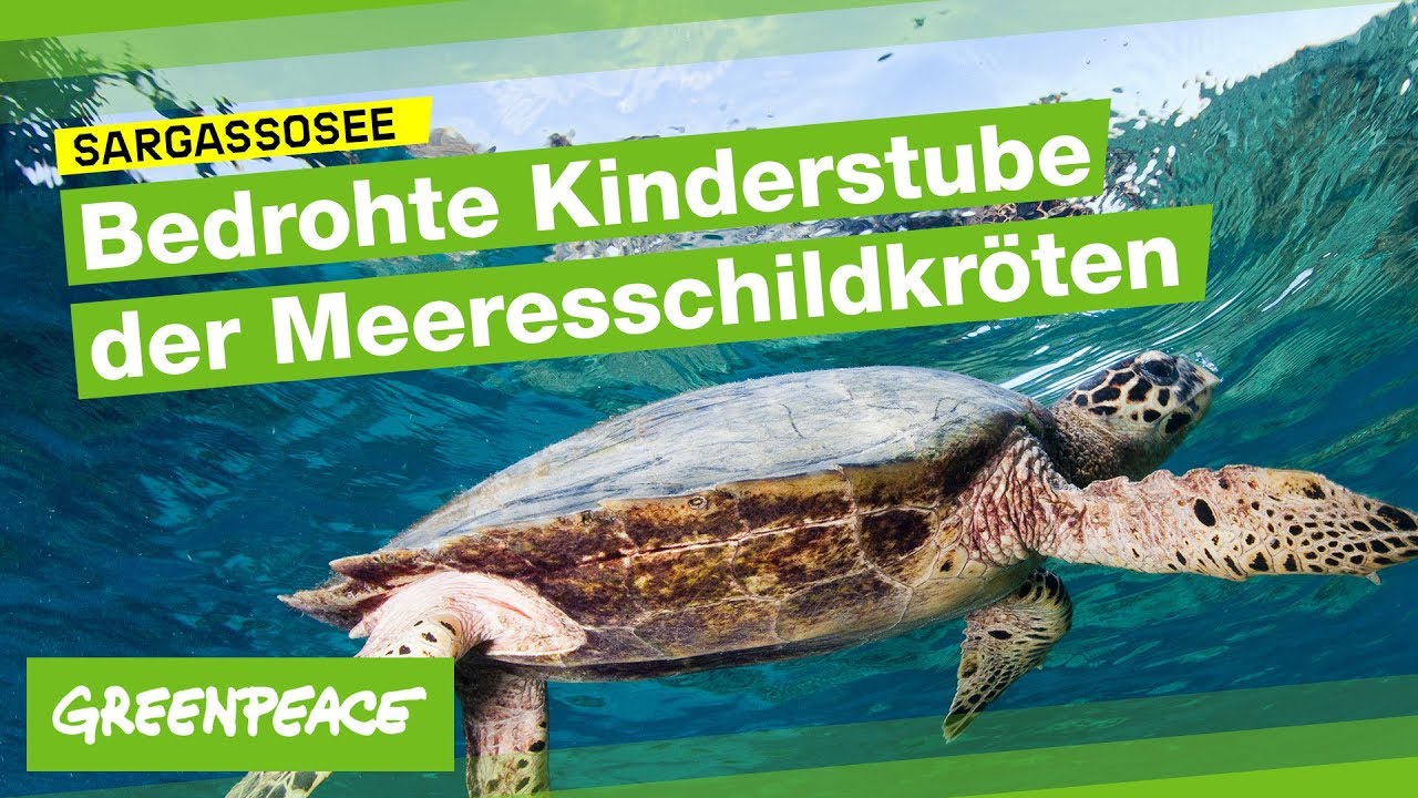 Sargassosee Bedrohte Heimat Der Meeresschildkroten Youtube