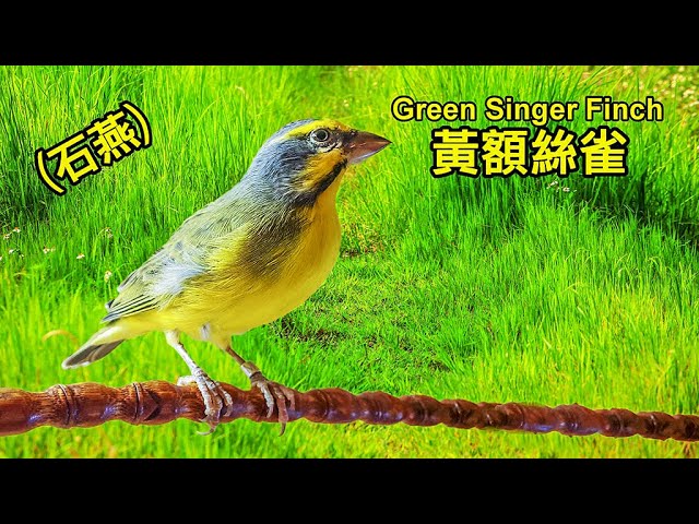 石燕真好聽～(黃額絲雀Green Singer Finch) - YouTube