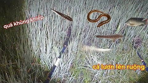 Mưa Ngập Ruộng Xiệt Trúng Đậm Lươn Khủng Cá Quá Nhiều | kích cá miền tây