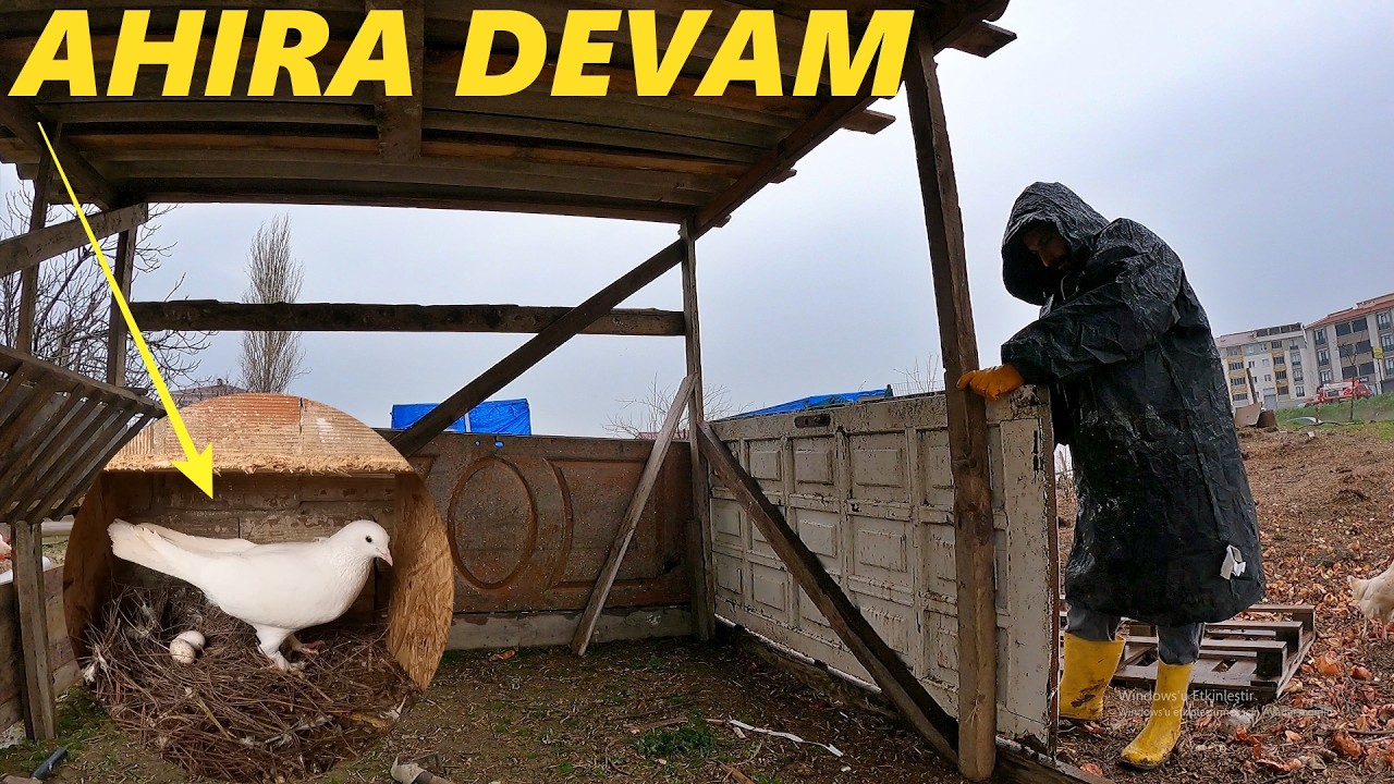 Ahıra Tam Gaz Devam-/Kuşlar Yumurtadan Kalktı!/Bölüm 10 -#güvercin #tavuk
