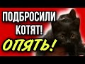 Мне опять подбросили котят!