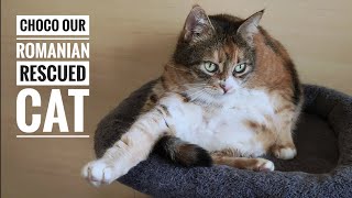Whinnybank cat sanctuary tour featuring our Romanian cat Choco. Episode 4