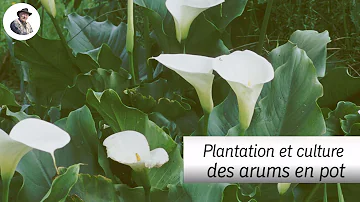 Où planter un arum dans le jardin ?