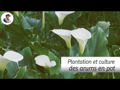 Vidéo: Comment poussent les lis arums ?