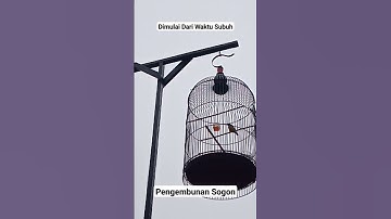 Embunkan Sogonmu Biar Kuat & Sehat #shorts