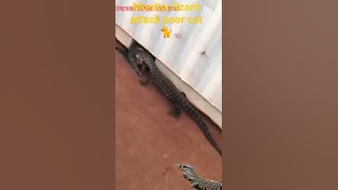 #wildlife #cat vs monitor lizard