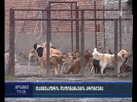 გორის ძაღლების თავშესაფრის ხელმძღვანელობა დაფინანსების გაზრდას ითხოვს