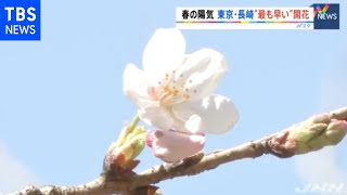 春の陽気、東京・長崎で“最も早く”桜が開花