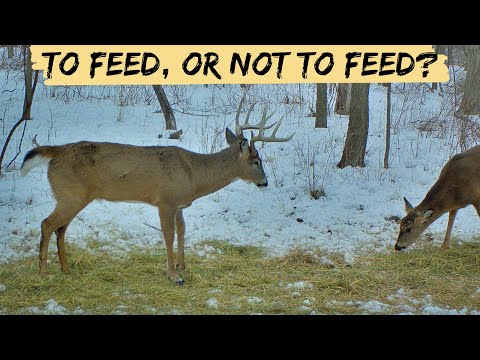 Video: Čím možno kŕmiť jelene v zime?