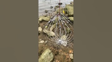 Lưới câu cá siêu dính câu nhiều CÁ TÔM CUA cùng lúc dễ dàng 2026 #111 #shorts #fishing #fishingnets