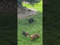 Enjoying lunch break with the Doxie Squad. #doxiesquad #puppy #barkbox #dachshund
