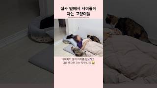 집사 옆에서 사이좋게 자는 고양이들