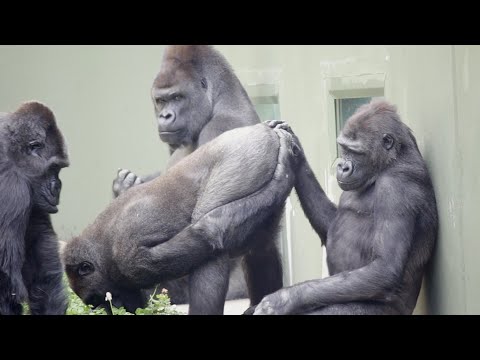 Male Gorilla Embarrassed For Mom To See His butt  | The Shabani Family