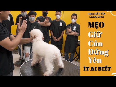 Video: Sore Muscles in Dogs