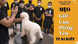 Học Cắt Lông Chó Poodle | Cách Giữ Chó Đứng Yên Để Cắt Tỉa | Phu Spa Grooming