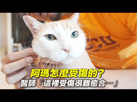【阿瑪怎麼受傷的？醫師說這裡受傷很難癒合⋯】志銘與狸貓