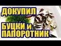 Купил Буцефаландры Пинк Леди, Брауни Феникс, Брауни Фантом, Папоротник Ломариопсис для Аквариума