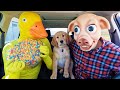 Pig Steals Puppy From Rubber Ducky With Chasing Car Ride!